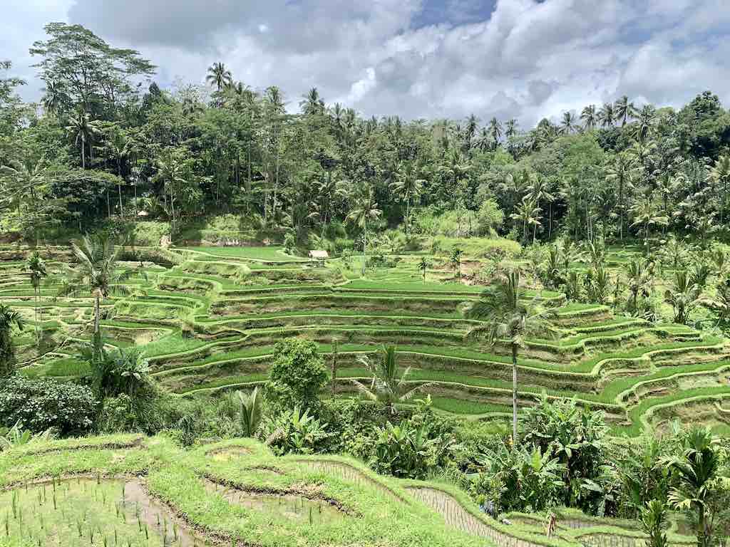 Terrasse de riz Tegalalang Bali Indonésie