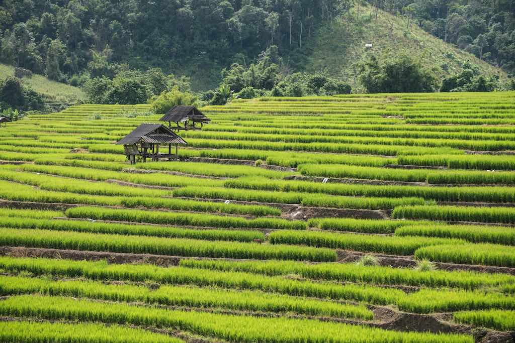terrasses de riz à Chiang Mai Thailand photo Pitipat Usanakornkul