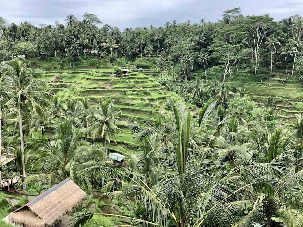 terrasses de riz Tegallalang Ubud Bali