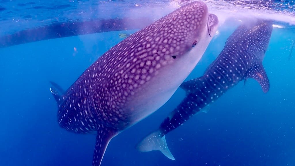 Requins baleine baie de Saleh Sumbawa Indonesie