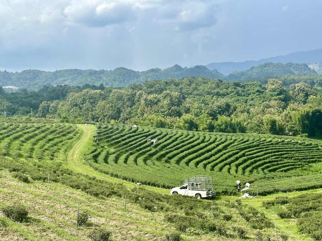 plantation de thé Chiang Rai