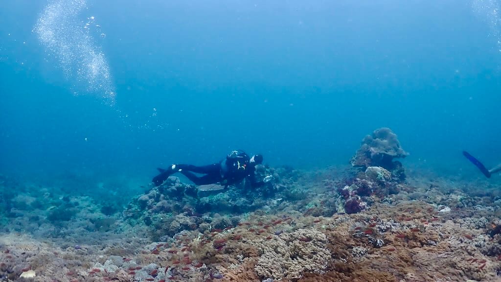 plongée sous-marine a Kertasari Sumbawa