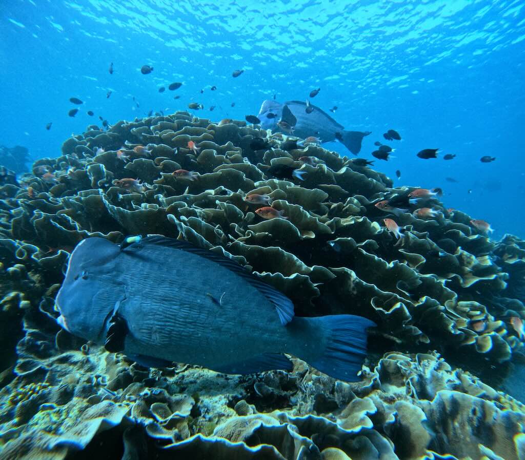 poisson perroquet a bosse humphead sipadan