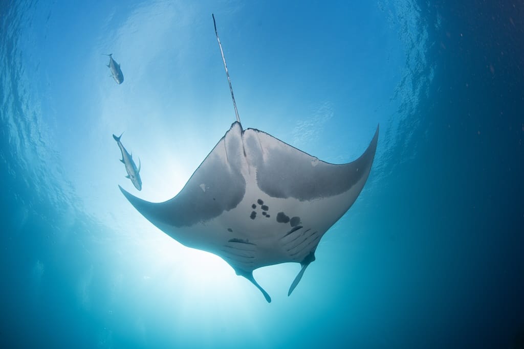 raie manta oceanique Raja Ampat Indonesie plongee sous-marine