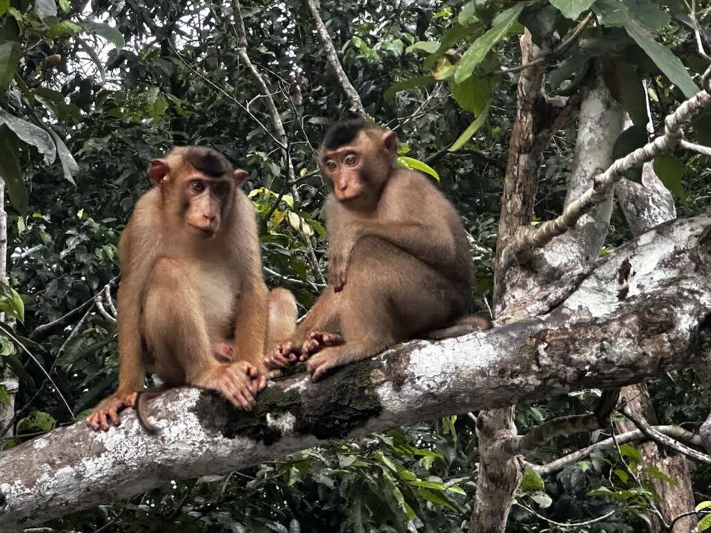 singe macaque Sepilok Borneo Malaisie