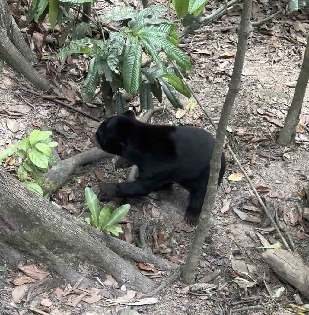 sunbear ours malais borneo Malaisie