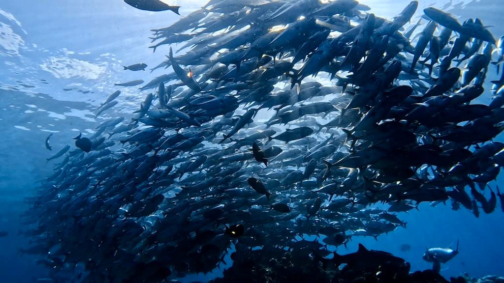 tornade de jack fish à sipadan