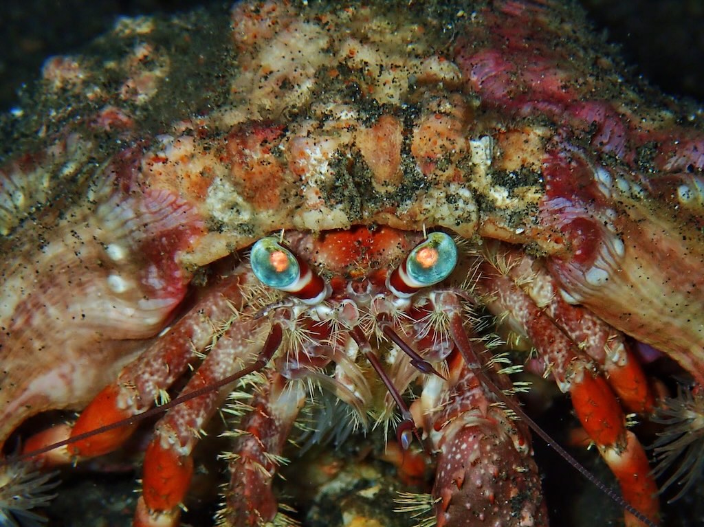 Crabe plongee a Raja Ampat Indonesie