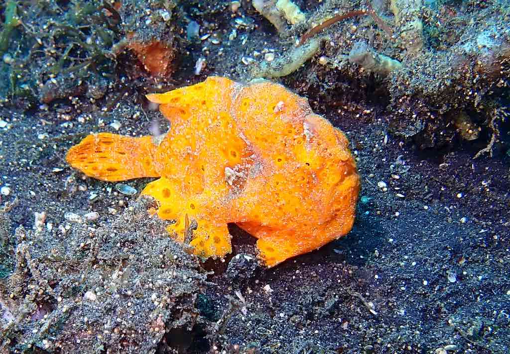 Plongée en Asie du Sud-Est Indonesie Lembeh poisson grenouille