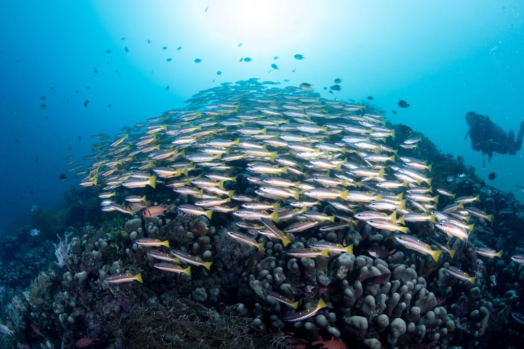 banc de poissons en plongée en indonesie a Raja Ampat