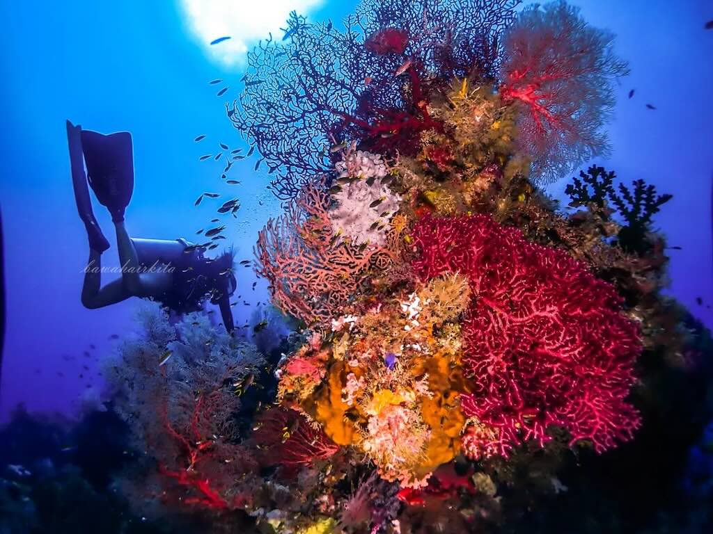 plonger a Raja Ampat Indonesie 