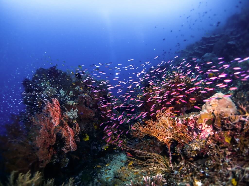 plongee a Raja Ampat Indonesie