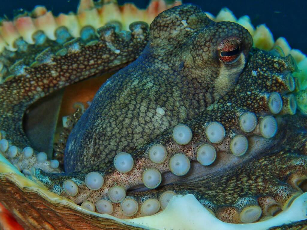 poulpe Batu Rufas plongee Raja Ampat