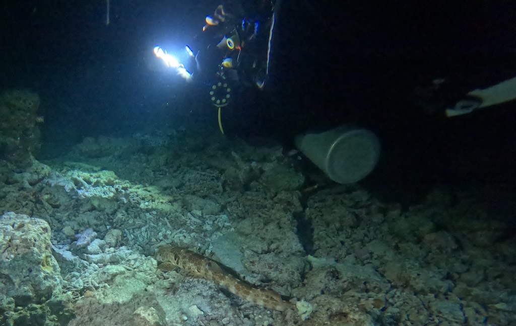 requin chabot ocellé 