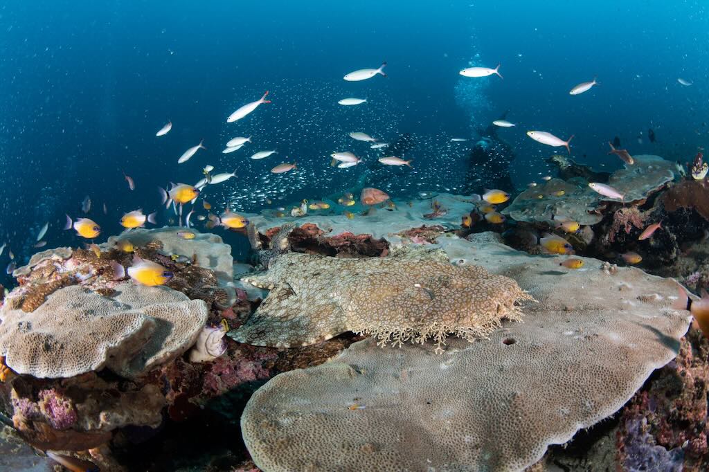 requin tapis barbu Melissa Garden plongee Raja Ampat